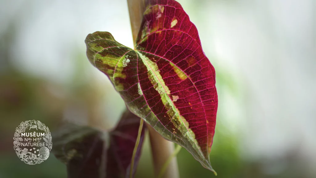 Automne Tropical