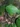 begonia bouffordii feuilles