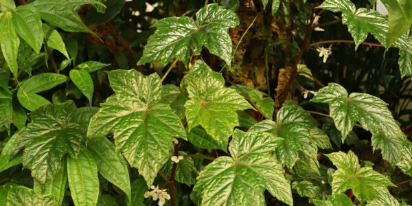 begonia oxyloba